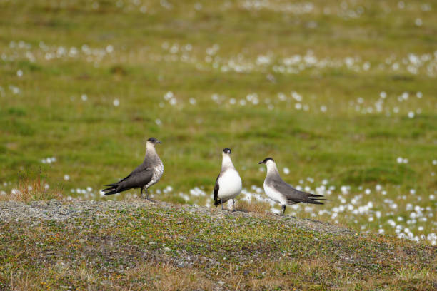 istock Arctic Skua Parasitic Jaeger 1471991506