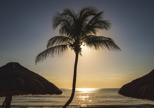 Palapas/Grass huts and a palm tree silhouetted against the setting sun in Mexico