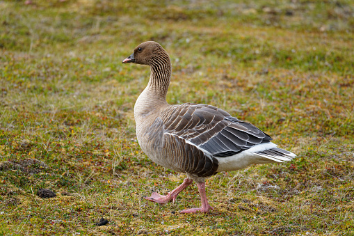 Irritated angry goose attacking isolated in white