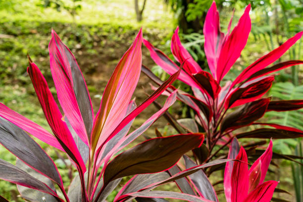 istock Hawaiian ti plant 1471994938