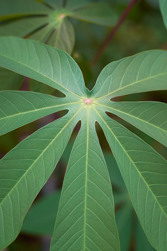 close-up vertical shot of a vibrant and healthy cassava or manihot plant leaf covering the frame with blurry garden background, aka manioc, yuca or brazilian arrowroot, important tropical food crop in selective focus.