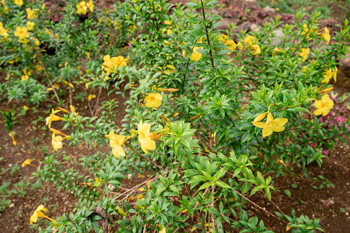 Allamanda cathartica, commonly called golden trumpet, common trumpetvine, and yellow allamanda,  is a species of flowering plant of the genus Allamanda in the family Apocynaceae.