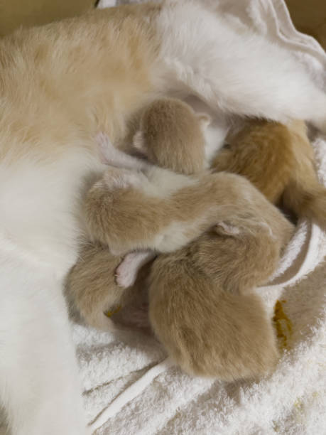 istock Newborn cat babies breastfeeding on mommy 1471995288