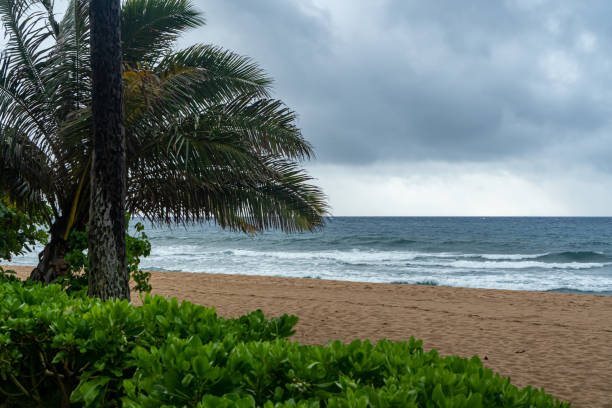istock Pacific Ocean and Palm Trees of Maui 1471996425