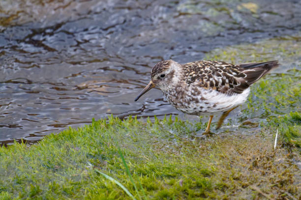 istock Purple Sandpiper 1471997404