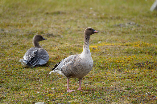 two Greylag gooses on green grass in Rosenborg Castle Gardens. Copenhagen, Denmark