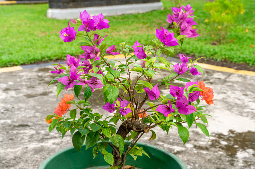 Bougainvillea is a genus of thorny ornamental vines, bushes, and trees belonging to the four o' clock family, Nyctaginaceae. Bougainville flowers Blooming in the garden.