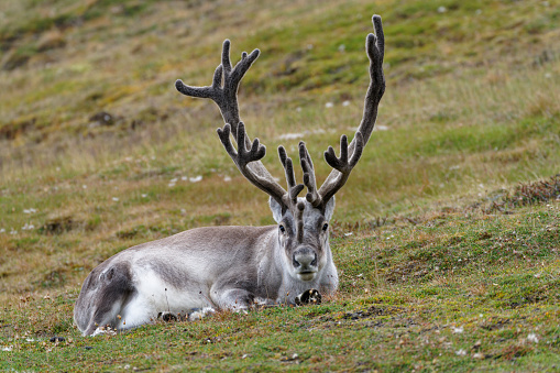 A majestic caribou stands in the Fall tundra of Alaska under a cloudy sky