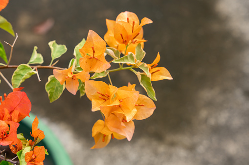 Bougainvillea is a genus of thorny ornamental vines, bushes, and trees belonging to the four o' clock family, Nyctaginaceae. Bougainville flowers Blooming in the garden.