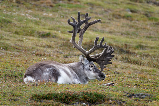 Reindeer rest and feed on the island of Spitzbergen, Svalbard