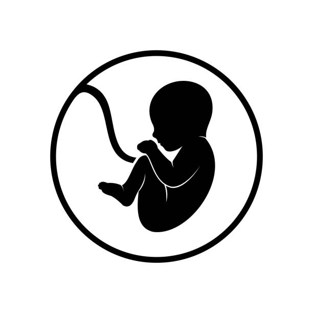 ilustraciones, imágenes clip art, dibujos animados e iconos de stock de icono de vector feto - fetus