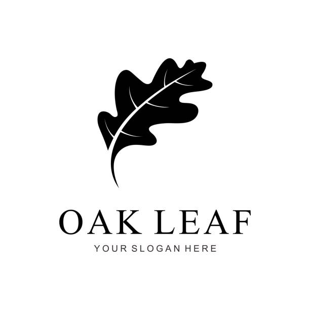 오크 잎 로고 - oak leaf stock illustrations