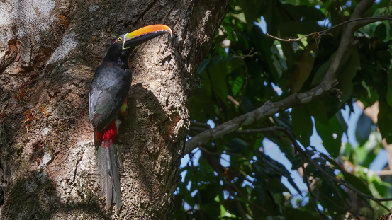 a close view of a fiery-billed aracari building a nest hollow in a tree at manuel antonio national park of costa rica