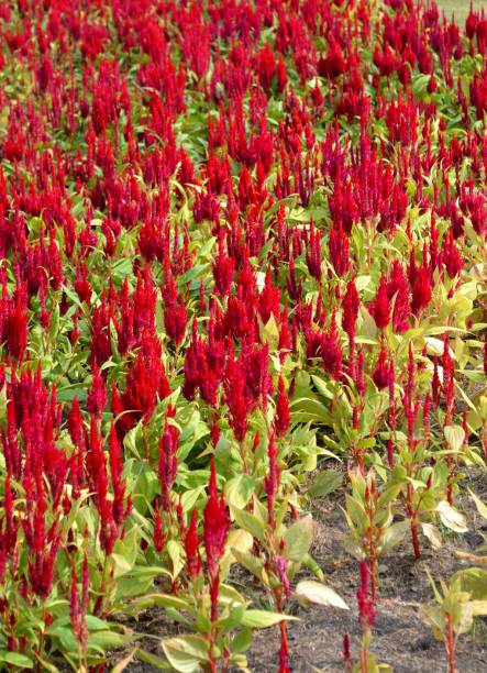 istock Celosia Plumosa flower 1472002055