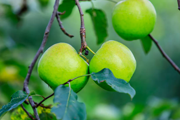 istock Green apples in the orchard 1472003061