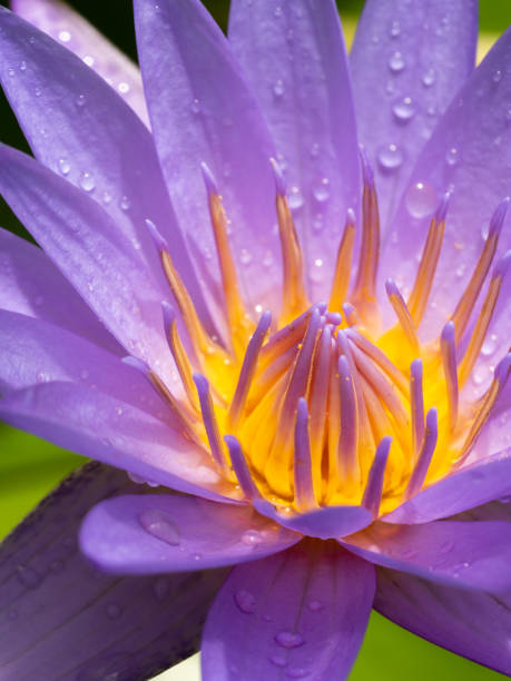 acqua piovana sui pollini giallo-viola del fiore di loto viola - lily nature flower macro foto e immagini stock