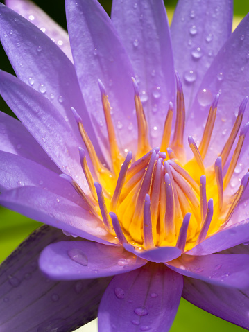 Rainwater on The Purple-yellow Pollens of Purple Lotus Flower Blooming in The Pool