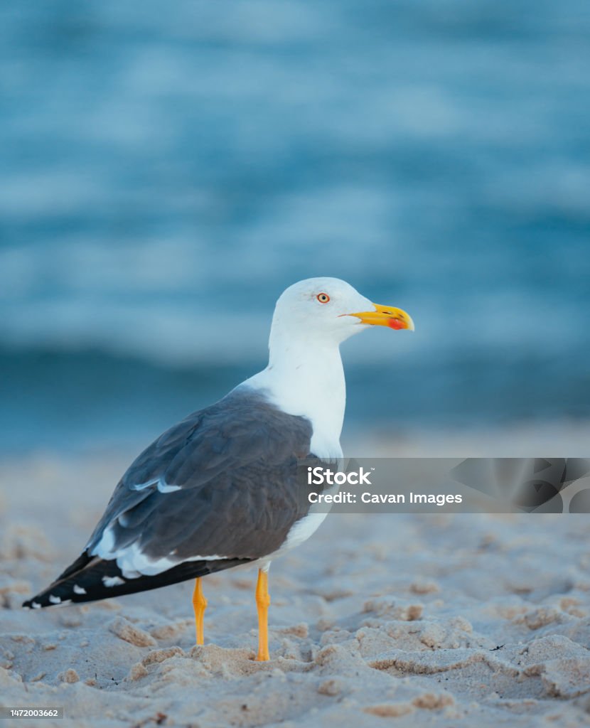 seagull on the beach miami seagull on the beach miami in Miami Beach, Florida, United States Florida - US State Stock Photo