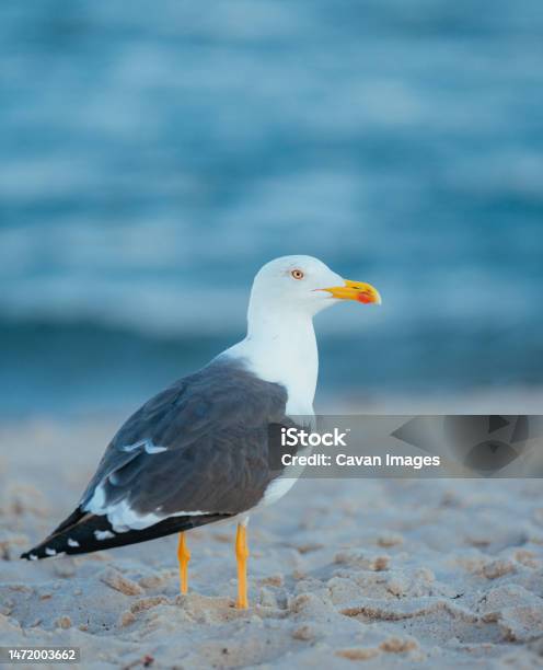 Seagull On The Beach Miami Stock Photo - Download Image Now - Florida - US State, Seagull, Animal