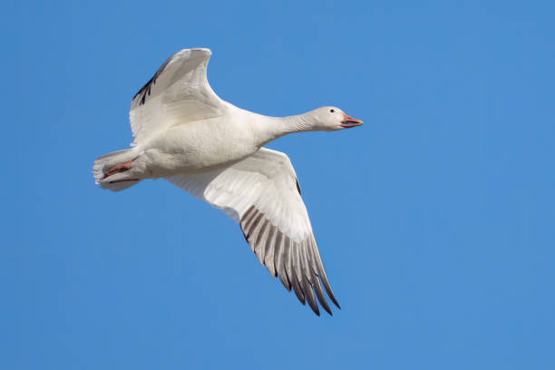 A Snow Goose Flying Across the Lake in Middle Creek, Pennsylvania, United States