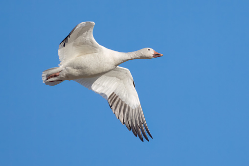 A Snow Goose Flying Across the Lake in Middle Creek, Pennsylvania, United States