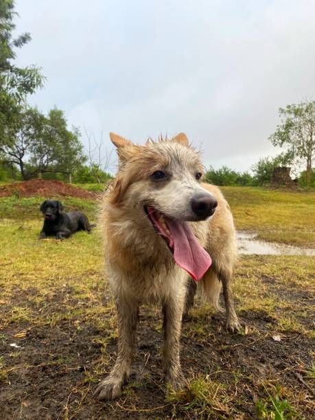 istock Happy dogs playing in the mud 1472004435