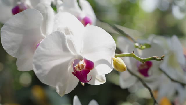 Close-up of white vanda orchid with purple pollen swaying during strong wind in a botanical garden.