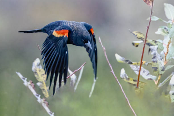 istock Red-winged blackbird flying, Burnaby Lake, BC, Canada 1472005885