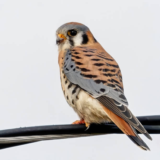 amerikanischer turmfalke sitzt auf einem kabel - kestrel hawk beak falcon stock-fotos und bilder
