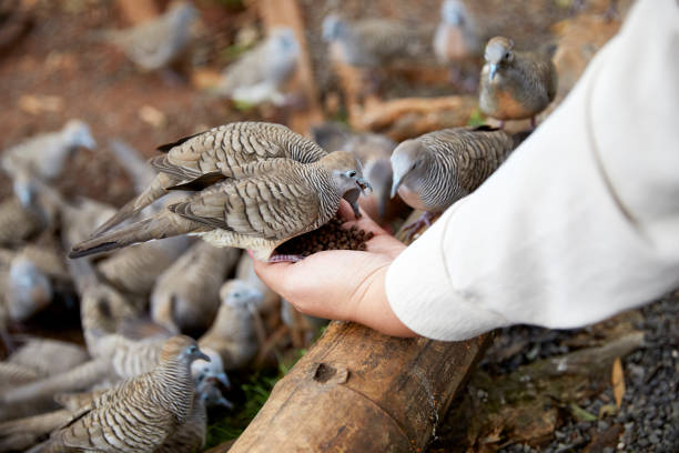 istock Dove's landing on Woman's Hand to eat seed 1472006101