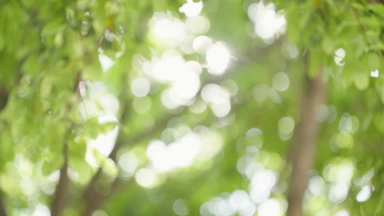 Abstract blurred trees background with light green leaves in a national park with bright sunlight and bokeh effect.