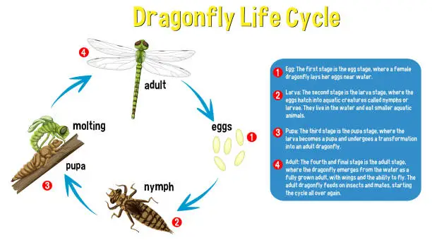 Vector illustration of Dragonfly Life Cycle Infographic