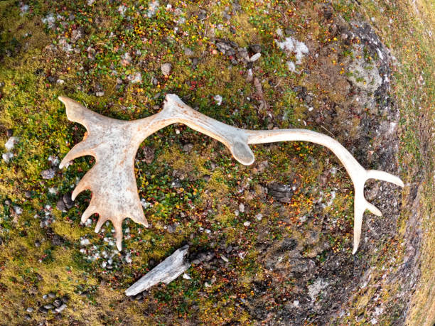 istock Caribou - Reindeer antler 1472006919