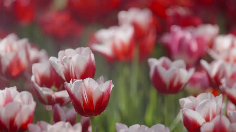 Close-up shot: Mist being sprayed on red and white tulip flowers in a plant nursery in the morning.