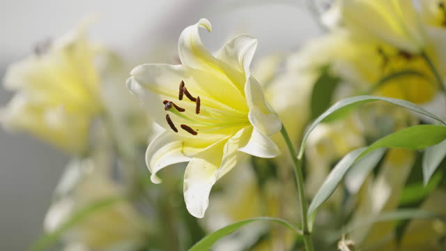 Close-up of white and yellow lilies with brown stamen and green leaves swaying in the wind on bright sunny day in a public park.