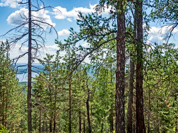 istock trees growing on the mountainside in summer 1472010195