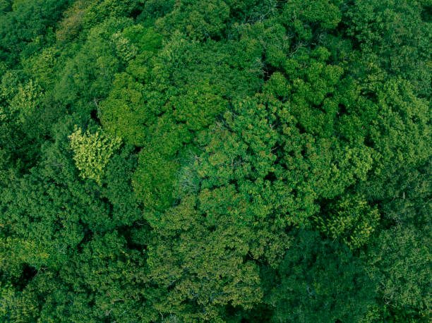 Aerial top view forest tree, Rainforest ecosystem and healthy environment concept and background, Texture of green tree forest stock photo