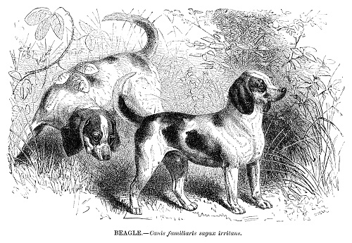 Beagle Dog engraving 1892