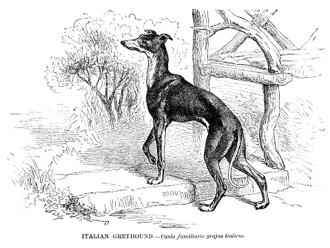 Italian greyhound Dog engraving 1892