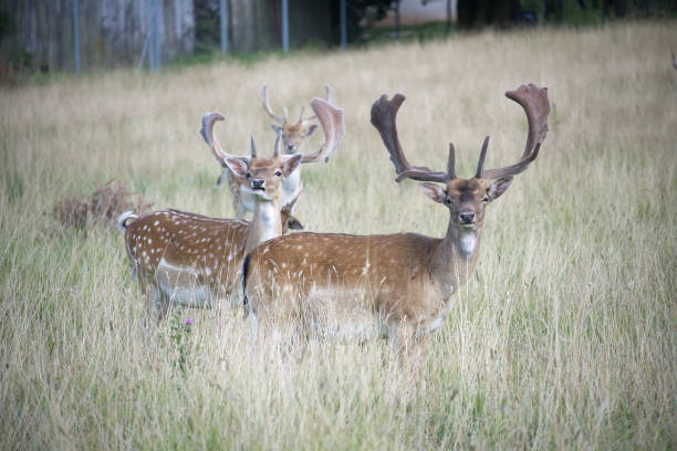 istock European fallow deer (Dama dama) with palmate antlers 1472010835