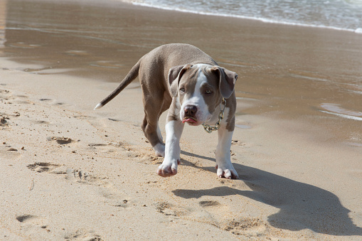 A beautiful pitbull puppy went for a walk along the sandy beach