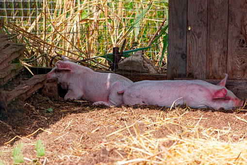 pigs lying on a farm