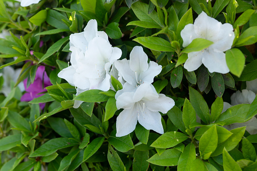 This close-up photo features a beautiful white azalea, a flowering shrub that is prized for its delicate blooms and lush foliage. The image captures the intricate details of the azalea's petals, which have a velvety texture and a pure white color. This photo is perfect for illustrating botanical concepts, nature photography, and gardening themes.