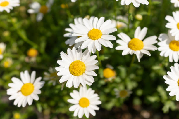 istock Close-up of White North Pole Flower 1472011710