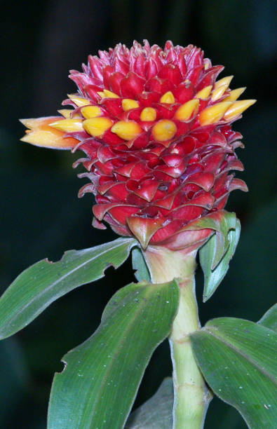 istock orchid in the garden 1472012702