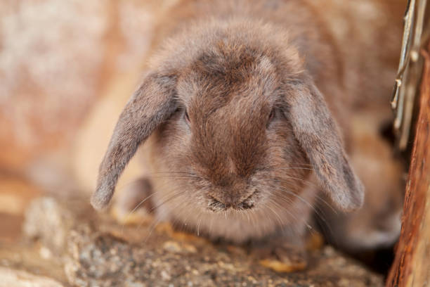 istock Cute rabbit in wooden cage 1472012724