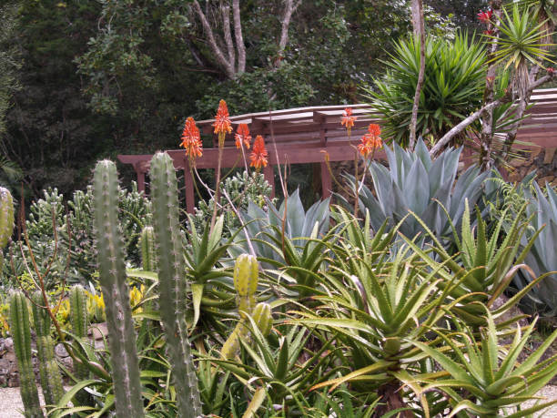 istock Garden of Cacti 1472012855