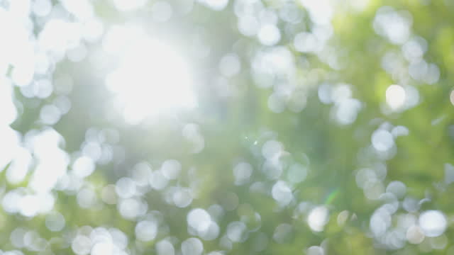 Blurred background of green foliage on a big tree with lots of bokeh effect with bright sunlight shining in a national park.