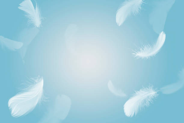 istock Abstract White Bird Feathers Flying in The Sky. Feathers Floating in Heavenly 1472016043