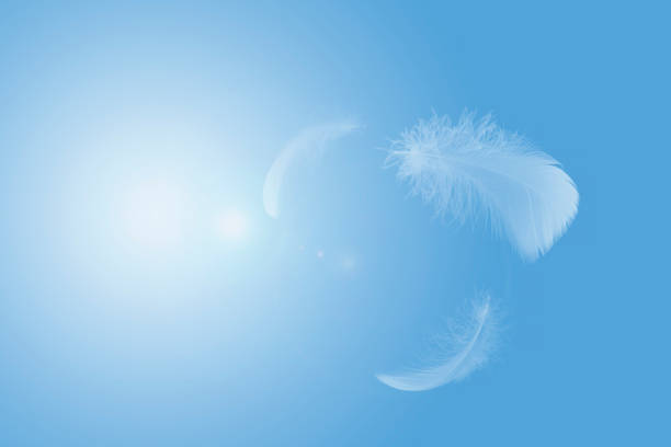 istock Abstract White Bird Feathers Flying in The Sky. Feathers Floating in Heavenly 1472016044
